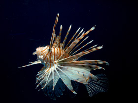 Индийская крылатка-зебра Индийская крылатка-зебра