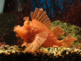 Смотреть фото Рыба-скорпион Эйшмера Фото Рыба-скорпион Эйшмера