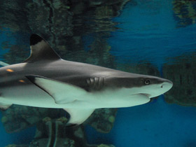 Смотреть фото Самые опасные акулы Фото Самые опасные акулы