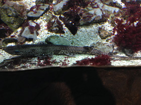 Фото Звёздчатая кошачья акула