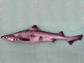 Фото Португальская короткошипая акула