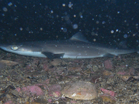 Фото Катран