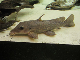 Фото Жирафовый сом