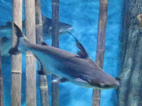 Фото Высокоплавничный пангасиус