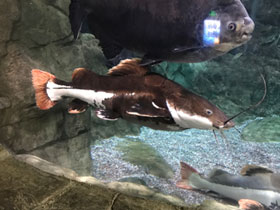 Смотреть фото Краснохвостый сом Фото Краснохвостый сом