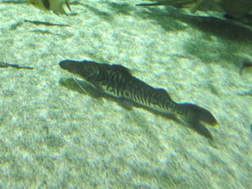 Смотреть фото Тигровая псевдоплатистома Фото Тигровая псевдоплатистома