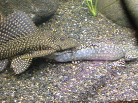 Смотреть фото Парчовый птеригоплихт Фото Парчовый птеригоплихт