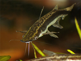 Фото Плоскоголовый сом