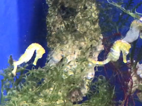 Фото Желтый морской конек