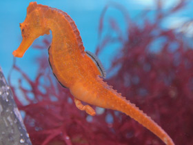 Смотреть фото Самые медлительные животные. Топ - 10 Фото Самые медлительные животные. Топ - 10