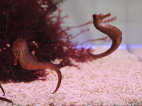 Фото Длинноносый конёк