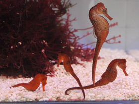 Фото Длинноносый конёк