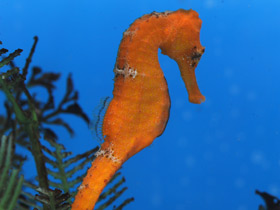 Фото Длинноносый конёк