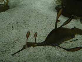 Смотреть фото Морской дракон обыкновенный Фото Морской дракон обыкновенный