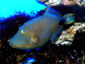 Оранжевополосый спинорог Оранжевополосый спинорог