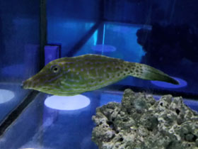 Фото Расписной единорог