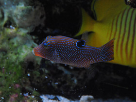 Фото Остроносый иглобрюх