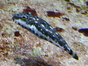 Фото Атлантическая рыба-шар