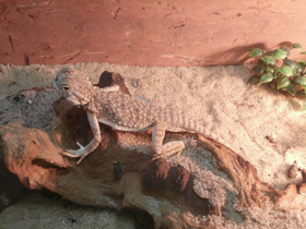 Смотреть фото Ушастая круглоголовка Фото Ушастая круглоголовка