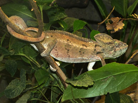 Смотреть фото Хамелеон Осталети Фото Хамелеон Осталети