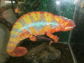 Смотреть фото Пантеровый хамелеон Фото Пантеровый хамелеон