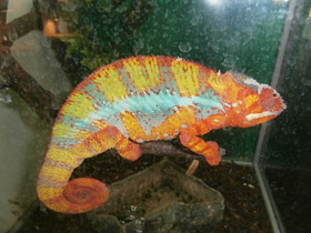 Смотреть фото Пантеровый хамелеон Фото Пантеровый хамелеон