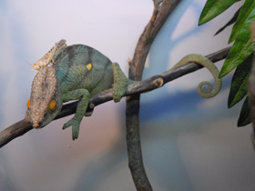 Смотреть фото Хамелеон Парсона Фото Хамелеон Парсона