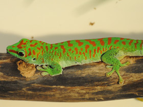 Дневной мадагаскарский геккон Дневной мадагаскарский геккон