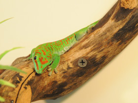Фото Дневной мадагаскарский геккон