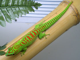 Фото Дневной мадагаскарский геккон