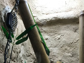 Фото Дневной мадагаскарский геккон