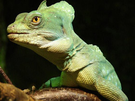 Шлемоносный василиск Шлемоносный василиск