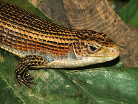 Фото Большой геррозавр