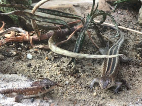 Фото Мадагаскарский трахелоптихус