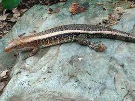Фото Западный зонозавр