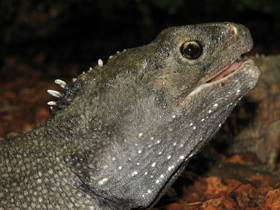 Смотреть фото Гаттерия: ровесница динозавров Фото Гаттерия: ровесница динозавров