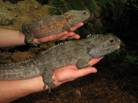 Смотреть фото Гаттерия: ровесница динозавров Фото Гаттерия: ровесница динозавров