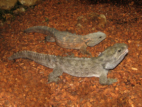 Смотреть фото Гаттерия: ровесница динозавров Фото Гаттерия: ровесница динозавров