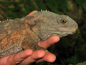 Смотреть фото Гаттерия: ровесница динозавров Фото Гаттерия: ровесница динозавров