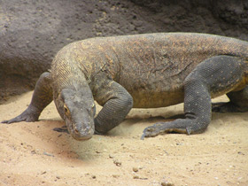 Смотреть фото Комодский варан Фото Комодский варан