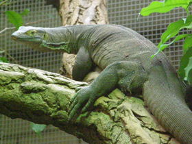 Смотреть фото Варан Мертенса Фото Варан Мертенса