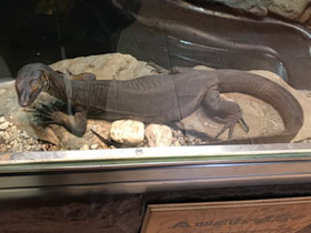 Смотреть фото Варан Мертенса Фото Варан Мертенса