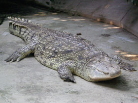 Смотреть фото Нильский крокодил Фото Нильский крокодил