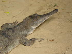 Смотреть фото Узкорылый крокодил Фото Узкорылый крокодил