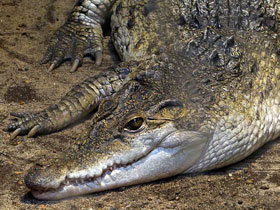 Смотреть фото Филиппинский крокодил Фото Филиппинский крокодил