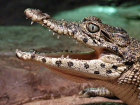 Смотреть фото Кубинский крокодил Фото Кубинский крокодил