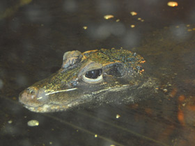 Фото Тупорылый крокодил