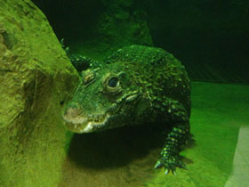 Фото Тупорылый крокодил