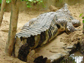 Смотреть фото Гавиаловый крокодил Фото Гавиаловый крокодил