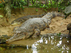 Смотреть фото Гавиаловый крокодил Фото Гавиаловый крокодил